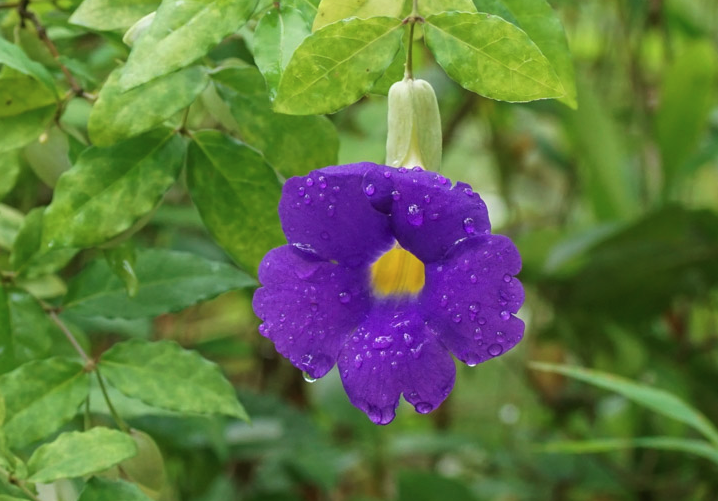 立鶴花可以在室內栽種嗎?