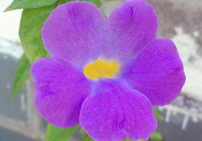 立鶴花可以在室內栽種嗎?