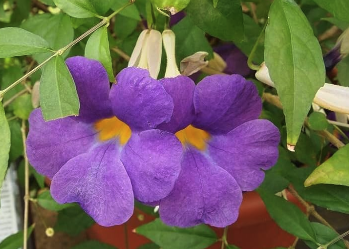 立鶴花可以在貧瘠土壤生長嗎?