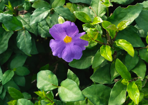 立鶴花的花朵形態和美感?