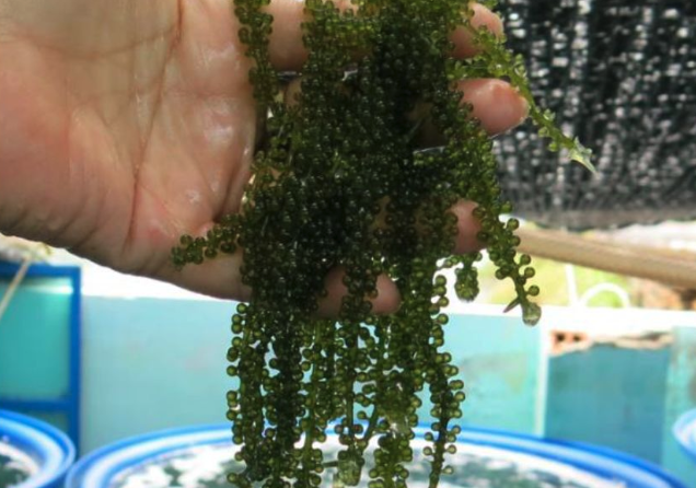 長莖葡萄蕨藻怎麼采摘?