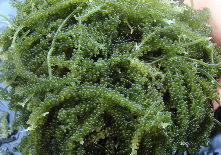 長莖葡萄蕨藻需要什麼樣的水質?
