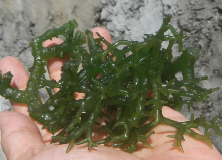 長莖葡萄蕨藻需要什麼樣的水質?