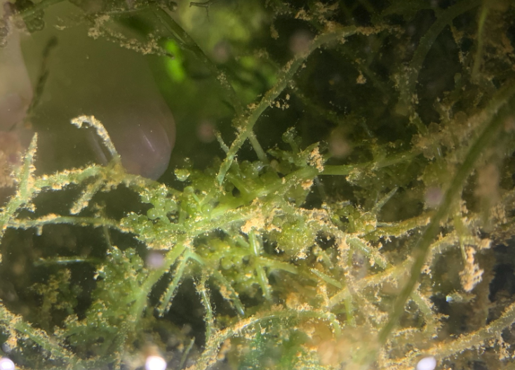 長莖葡萄蕨藻的成熟標誌是什麼?