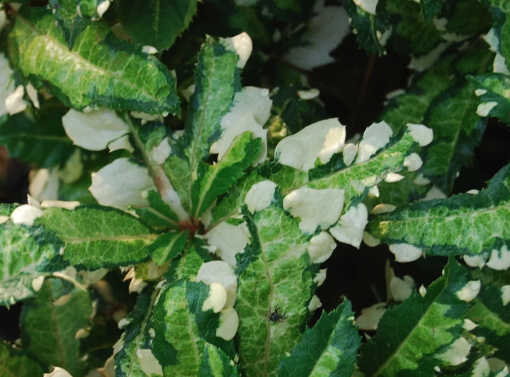 紫金牛播種後需要催芽嗎?