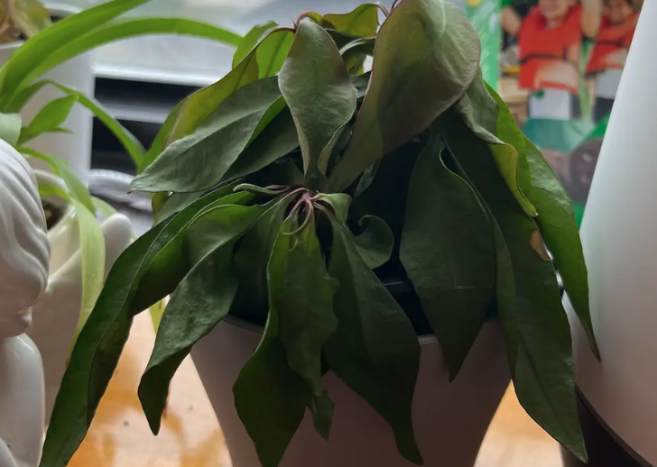 紫金牛的生態習性介紹?