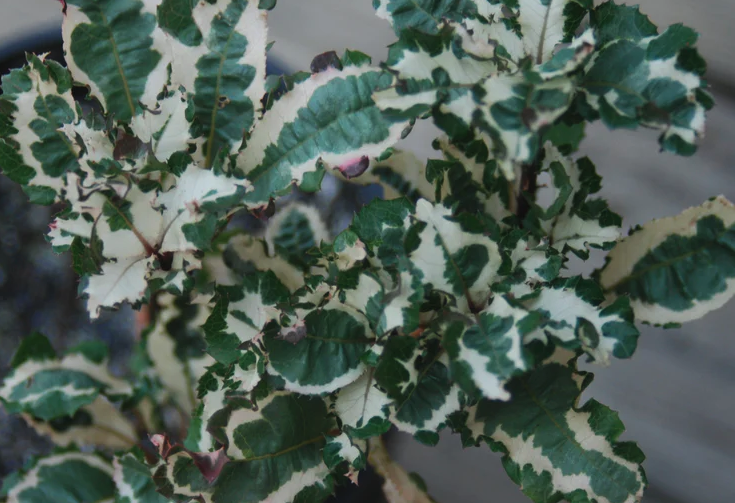 紫金牛對生長環境有什麼要求?