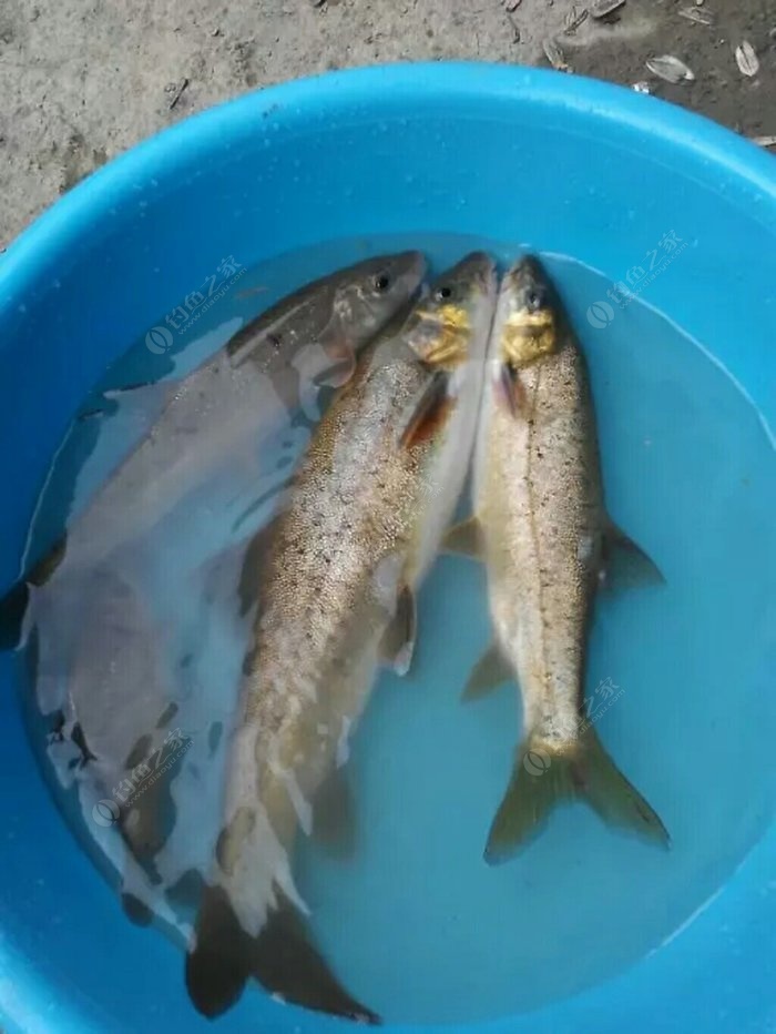 釣魚有什麼技巧?什麼魚餌大魚喜歡吃