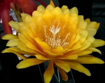 曇花有毒嗎?可以放臥室窗台嗎?