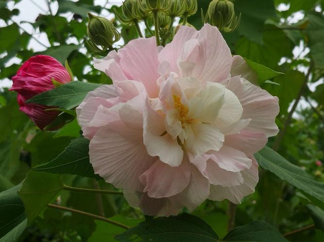 芙蓉花可以放在客廳嗎?