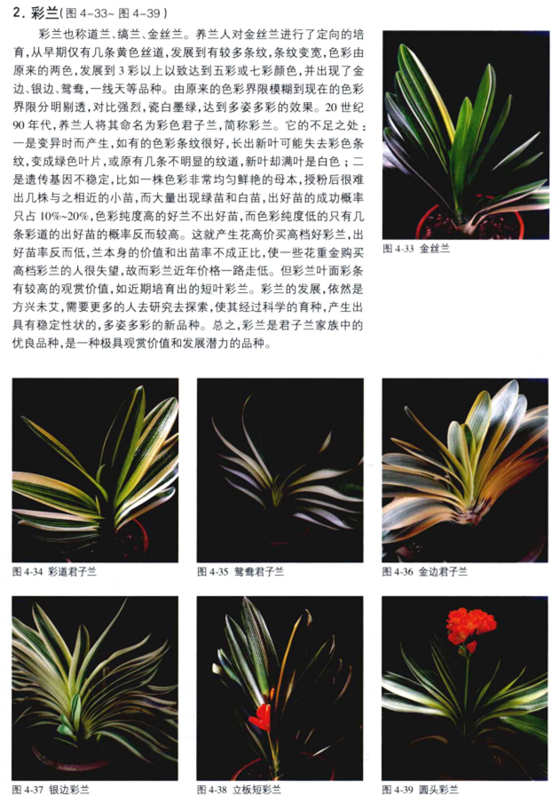 君子蘭品種及圖片4