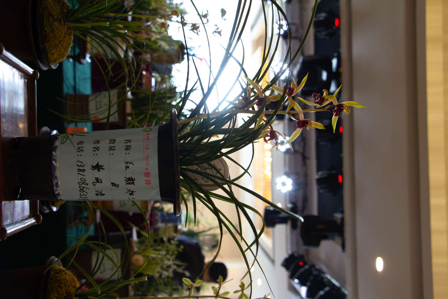 如何在陽台養蘭花