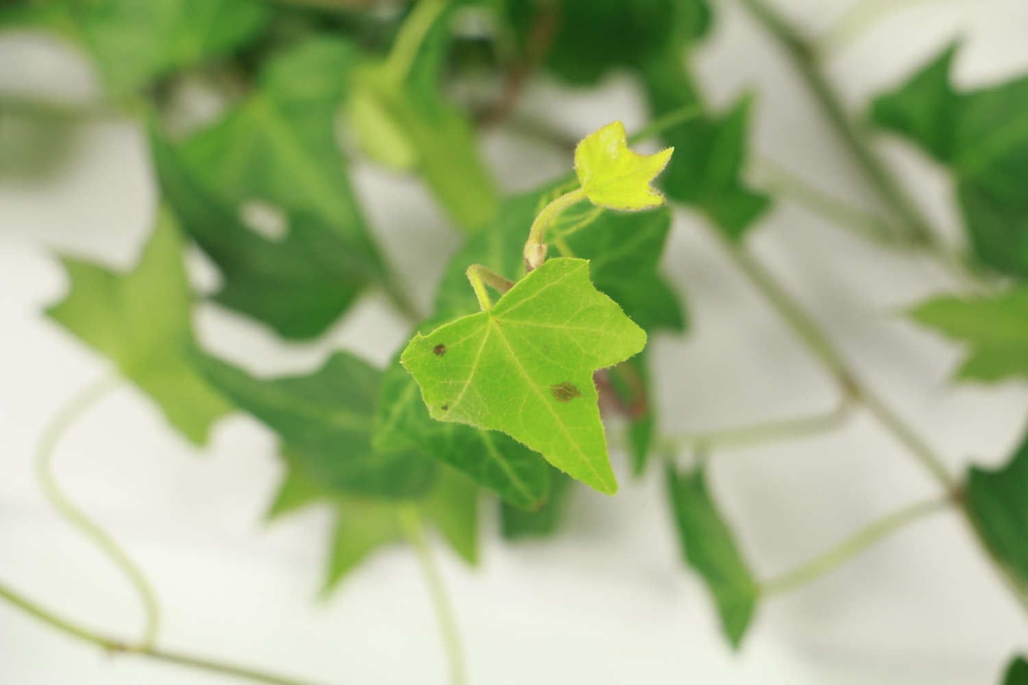 常春藤怎麼造型