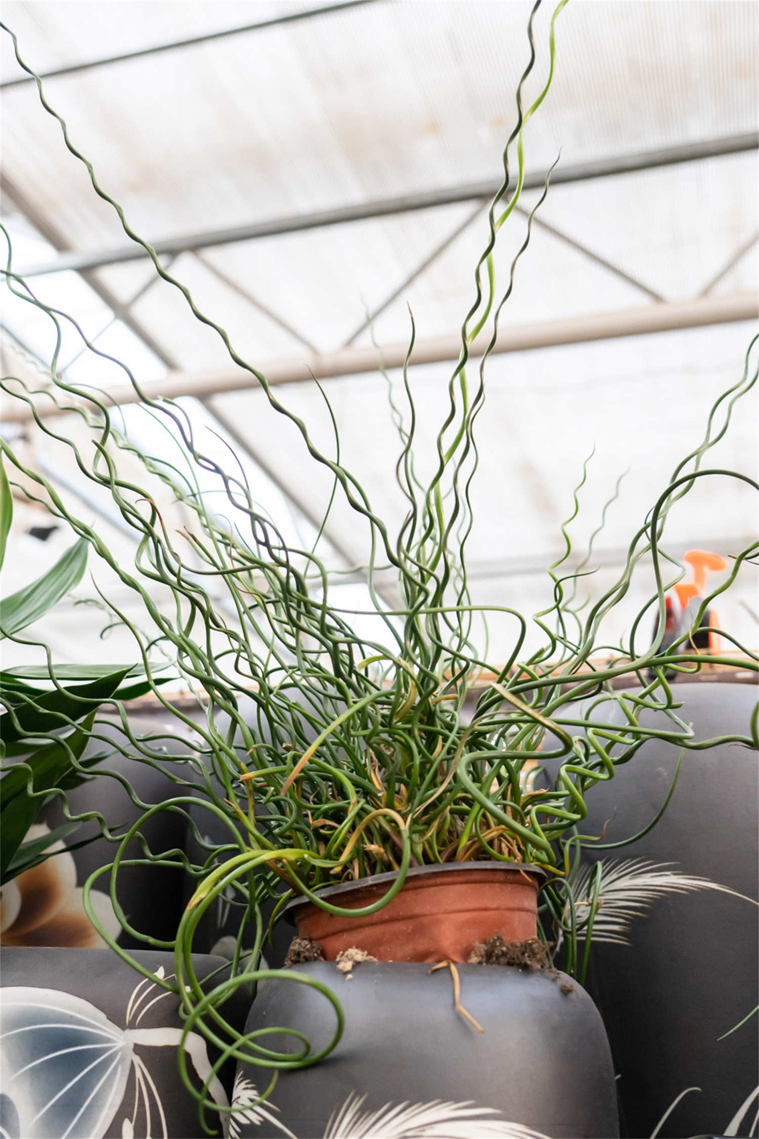 彈簧草 彈簧草的冬季養護