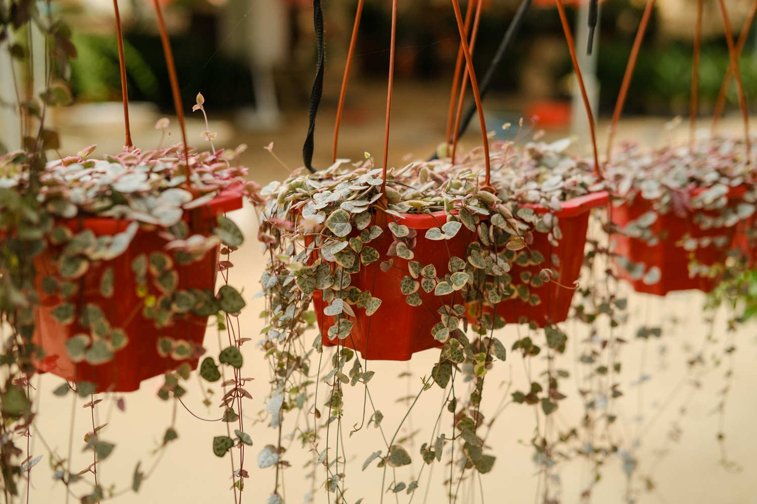 愛之蔓怎麼繁殖