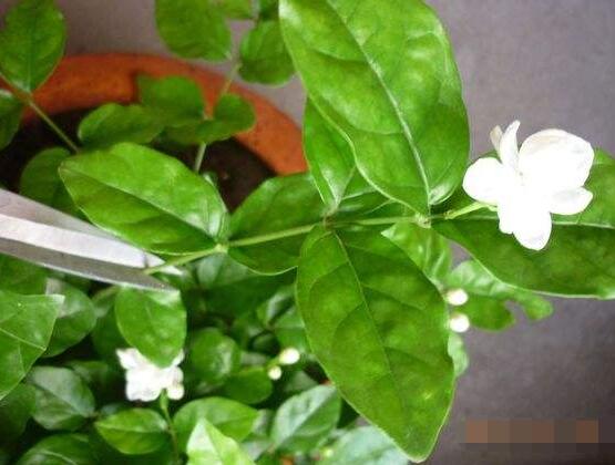 茉莉花怎麼修剪，茉莉花修剪方法