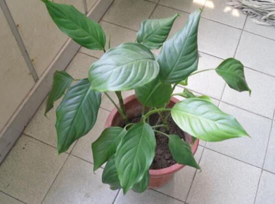 萬年青葉子發黃怎麼辦，萬年青葉子發黃解決方法