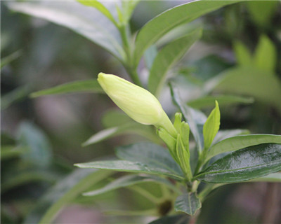 梔子花什麼時候開花，梔子花花期5～6月