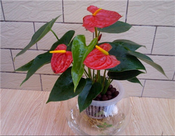 怎樣使紅掌花葉美花豔