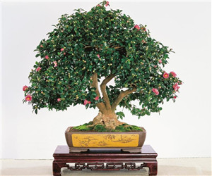 茶花開花後應如何管理