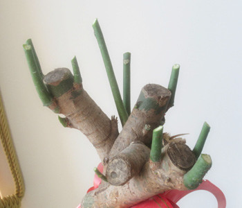 發財樹怎麼修剪，發財樹的修剪方法圖
