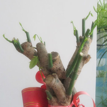 發財樹怎麼修剪，發財樹的修剪方法圖