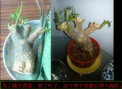 發財樹水培方法圖解