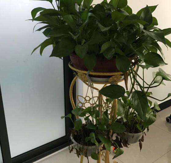 <strong>北方地區易種植的蔬果種類，以及種植方法</strong>