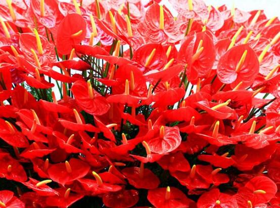 紅掌怎麼繁殖，紅掌四大繁殖方法