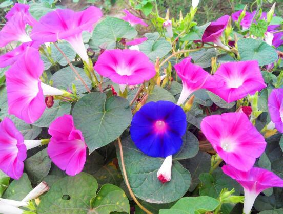 牽牛花葉子發黃怎麼辦，牽牛花葉子發黃解決辦法