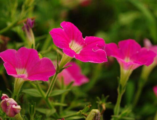 牽牛花怎麼修剪，牽牛花修剪方法