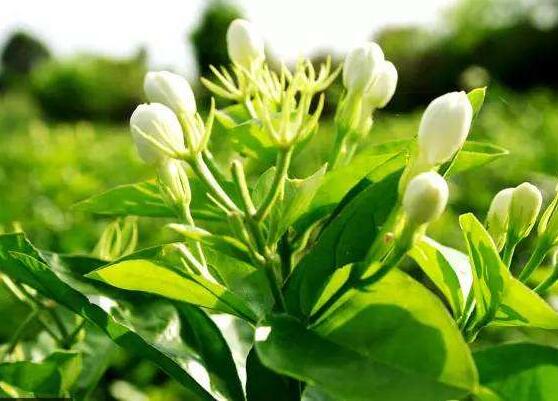 茉莉花施什麼肥好，茉莉花施磷鉀肥和有機肥最好