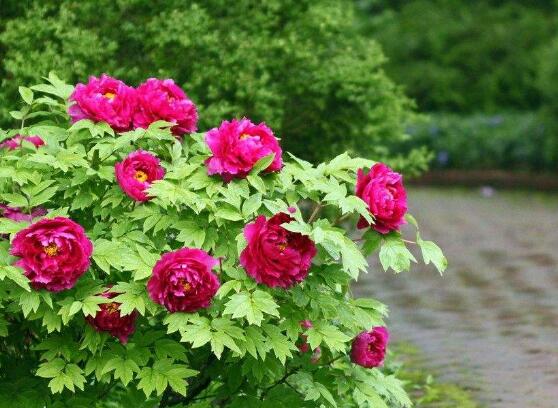 牡丹花爛根怎麼辦，牡丹花爛根解決辦法