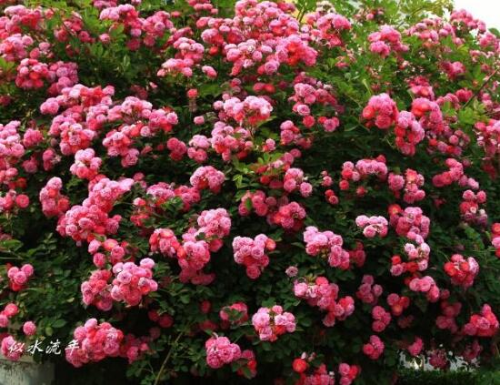薇花怎麼吃，薔薇花五大最常見吃法