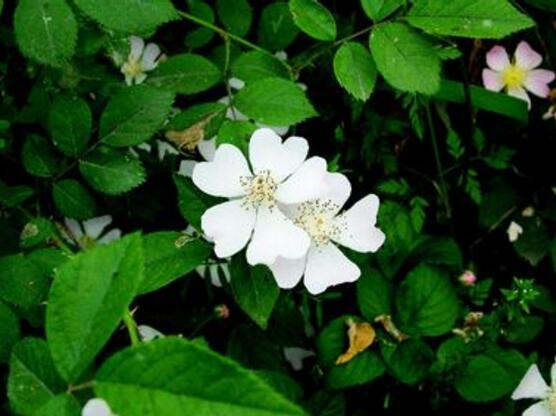 薔薇花葉子發白怎麼辦，薔薇花葉子發白解決辦法