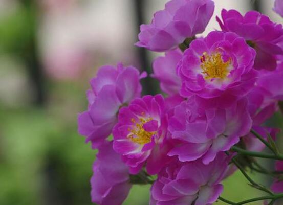 薔薇花的花語大全，細數薔薇花九大品種花語