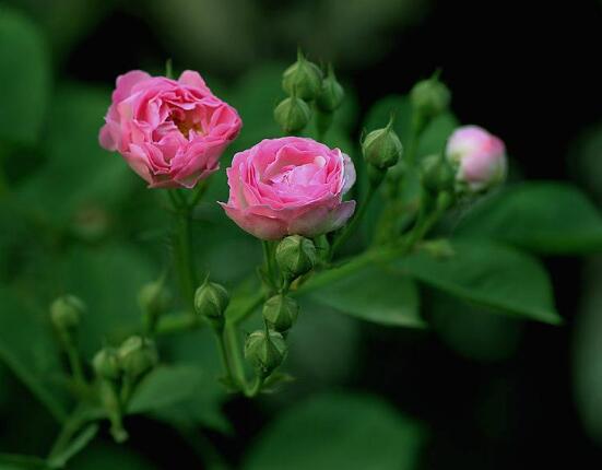 薔薇花圖片大全，細數薔薇花八種圖片大全
