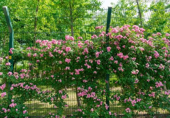 薔薇花修剪，薔薇花五點修剪小步驟