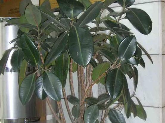 橡皮樹喜歡什麼肥料，氮肥為主、磷鉀肥為輔