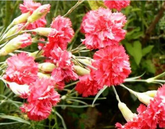 康乃馨一年開幾次花，一年隻開一次花