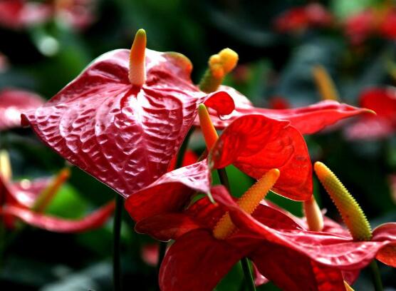 紅掌什麼時候開花，一年四季均可開花