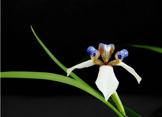 蘭花代表什麼象征意義，代表著兄弟手足、高