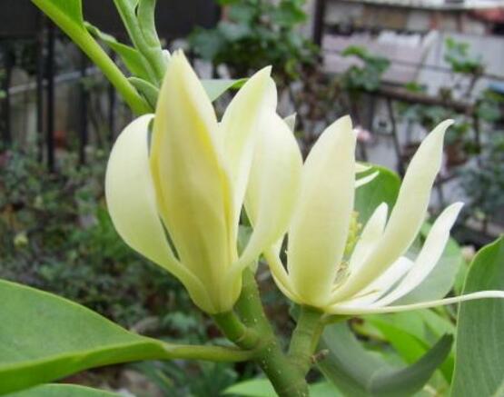 好看的白蘭花圖片欣賞，優雅潔白、婀娜多姿