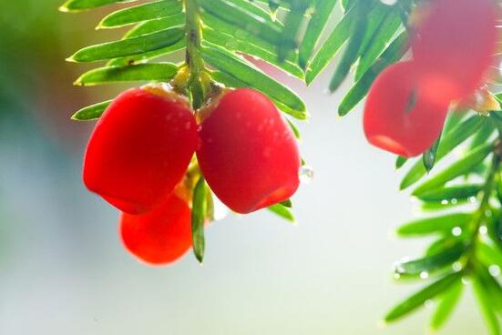 家裏養紅豆杉風水好嗎，起到延年益壽、幸福