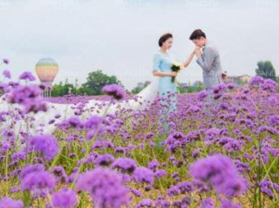 薰衣草的花語是什麼，代表著心心相印、愛情