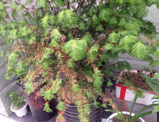 紅豆杉葉子幹枯怎麼辦，教你最有效三種解決方法