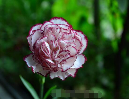 怎麼讓康乃馨快速開花，教你五種花開爆盆最好方法