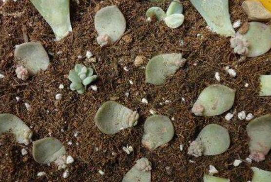 寶石花怎麼繁殖，老農總結四種繁殖方法(播種繁殖簡單易學)