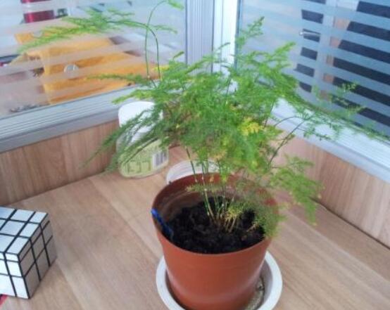 文竹適合什麼樣的花盆，陶盆、泥瓦盆適中/紫砂盆最為合適