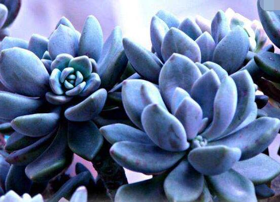寶石花的花語是什麼，代表著一種永不凋謝的愛、大富大貴